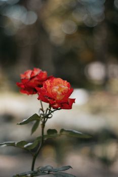 Close-up of red and yellow roses in a Hungarian garden, capturing their vibrant beauty.