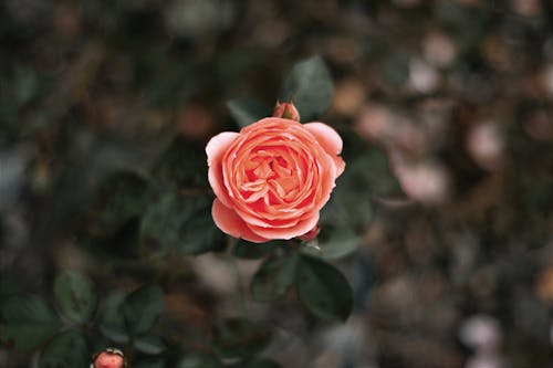 Pink Rose in Bloom