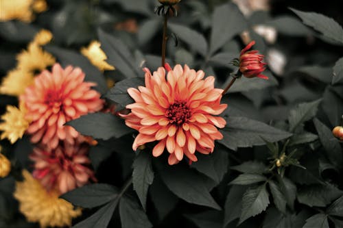 Dahlia Flowers and Leaves