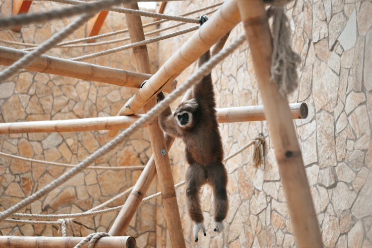 Gibbon Hanging On Bamboo