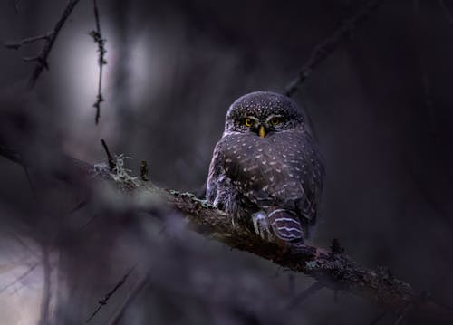 Eurasian Pygmy Owl on Tree Branch