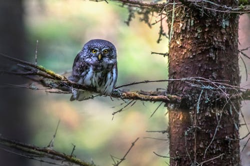 An Owl on the Tree Branch