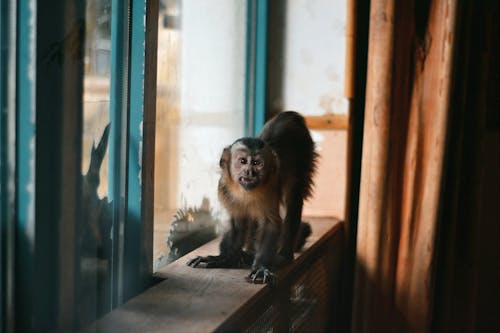 Gratis arkivbilde med apekatt, dyr, dyrefotografering Arkivbilde
