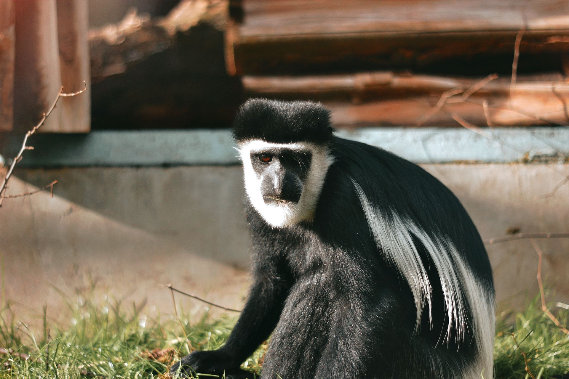 Close-up of a mantled guereza monkey sitting outdoors in Hungary zoo.