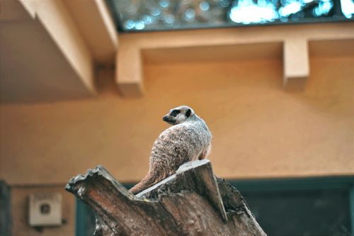 Free A meerkat perched on a tree stump in a zoo setting, Hungary. Stock Photo