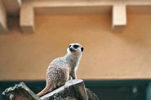 Alerted Meerkat on Tree Stump