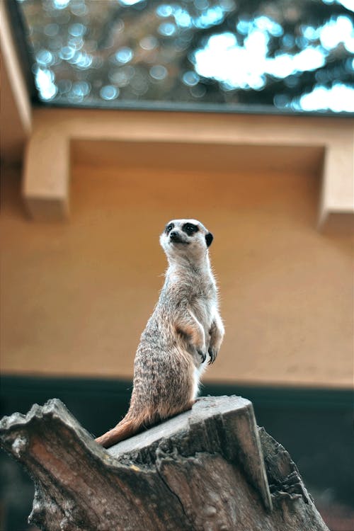 Foto profissional grátis de animal, bonitinho, de pé