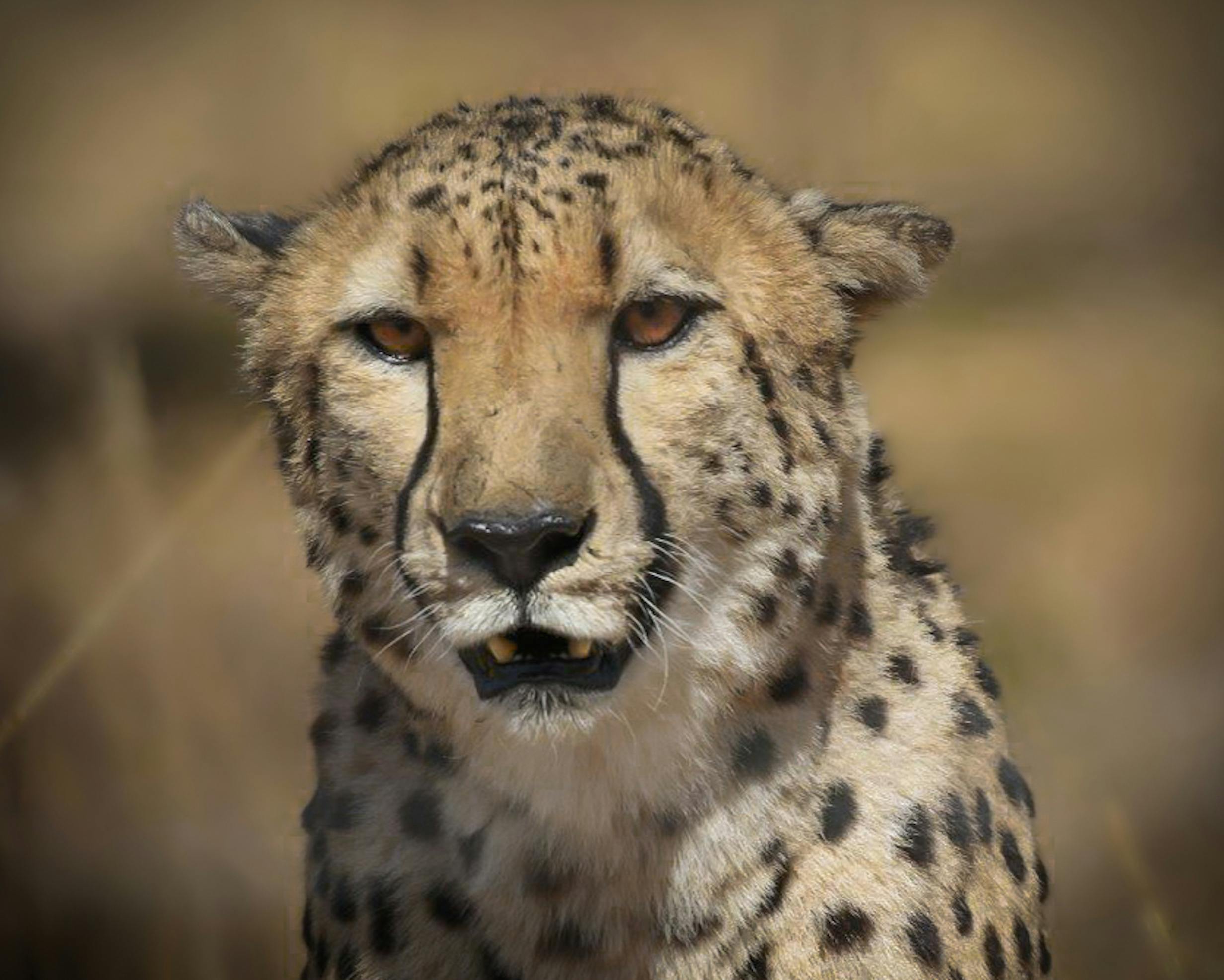 Free stock photo of cat, cheetah