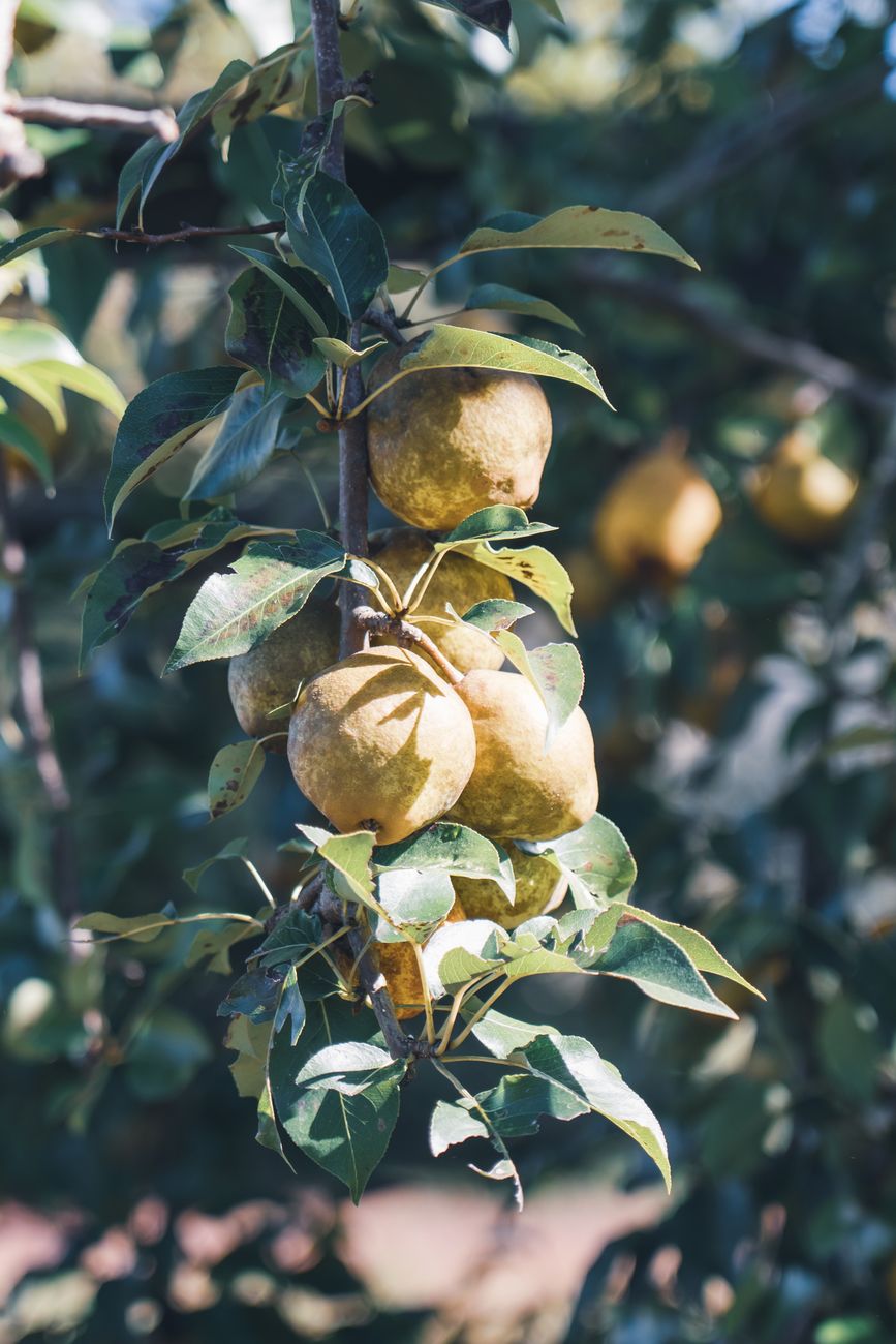 A close-up view of ripe pomelo fruits hanging from a tree branch bathed in sunlight.