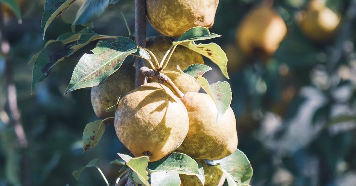 Unripe Fruits on a Tree · Free Stock Photo