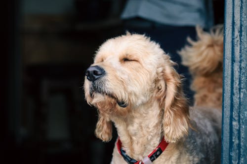 Free Close-Up Shot of a Dog  Stock Photo