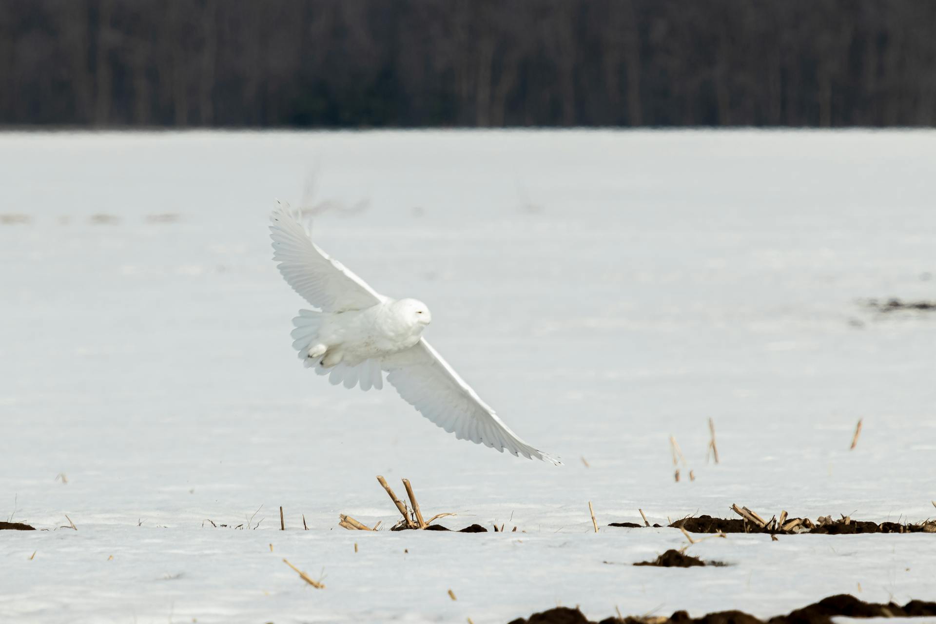 Snowy Owl in Flight