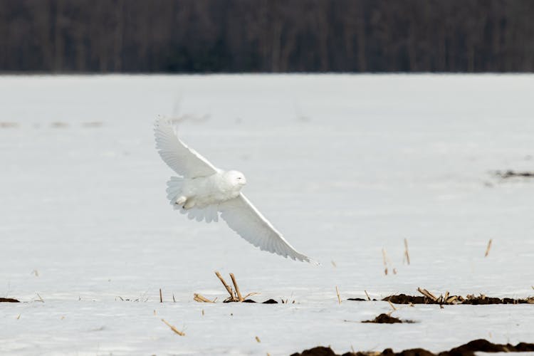 Snowy Owl In Flight