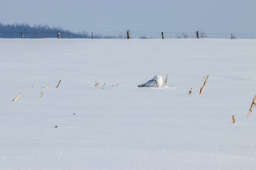 A Snowy Owl on a Snow Field 