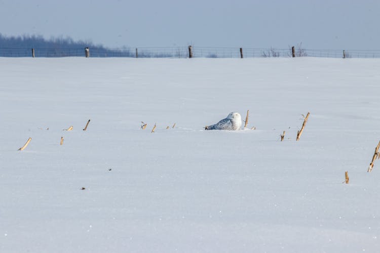 A Snowy Owl On A Snow Field 