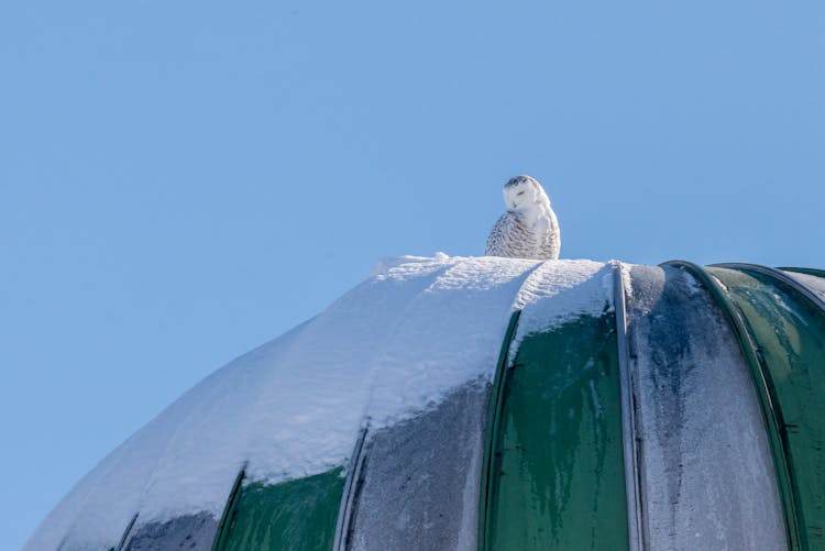 Snowy Owl Watching From A Snow Covered Silo