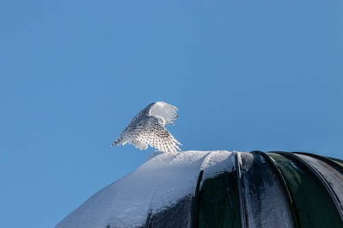 Snowy Owl  Landing on Silo