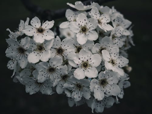 季節, 植物群, 櫻花 的 免費圖庫相片