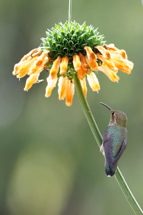 Foto d'estoc gratuïta de colibrí, flor, fotografia d'animals
