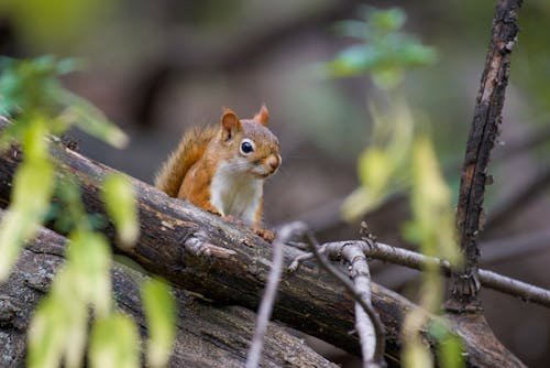 Brown Squirrel on Tree a Branch