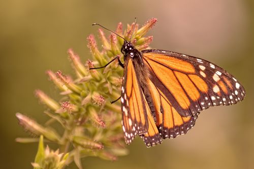 Free Close-up of a vibrant monarch butterfly resting on a plant, showcasing its detailed wings. Stock Photo