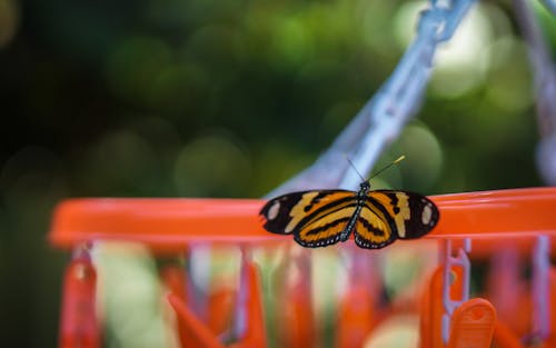 Free stock photo of butterfly, nature