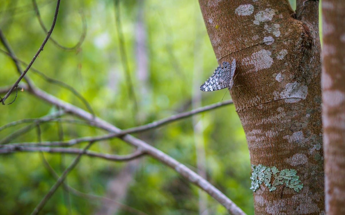 A Butterfly on Brown Tree Trunk