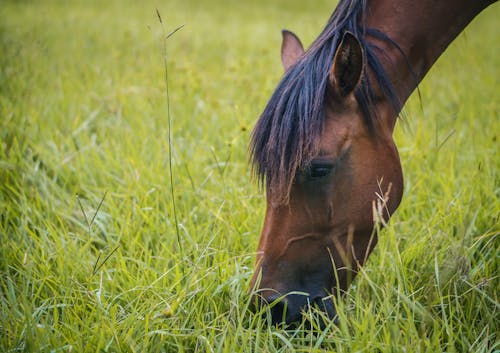 Fotos de stock gratuitas de animal, caballo marrón, césped verde