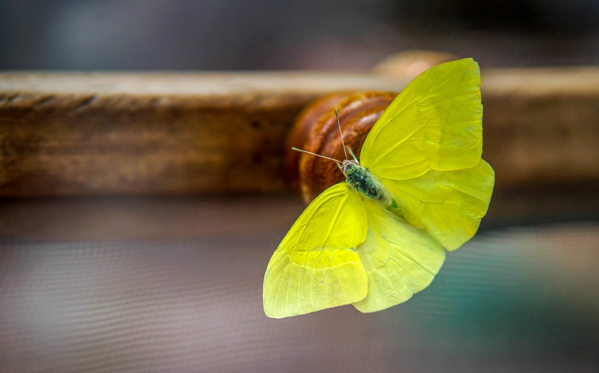 Yellow Butterfly on Brown Wooden Surface