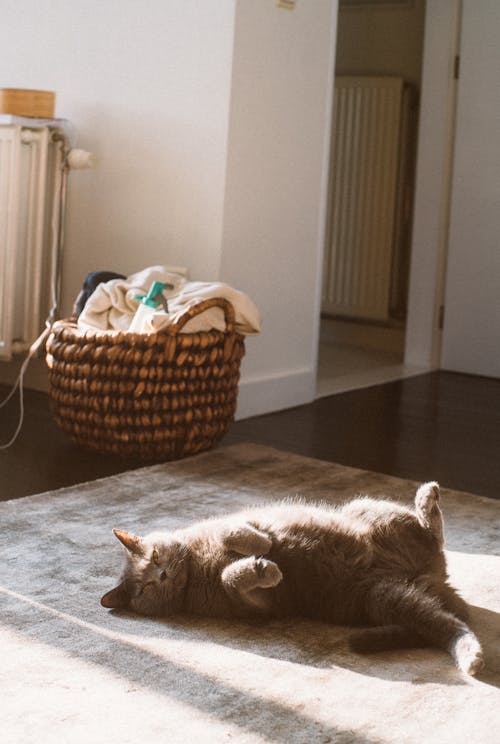 고양이, 누워 있는, 동물의 무료 스톡 사진