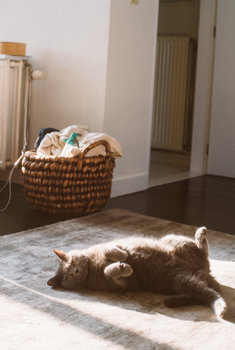 A Cat Lying On The Floor