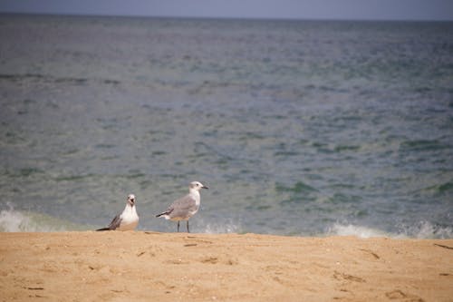 Photos gratuites de animaux, aviaire, faune