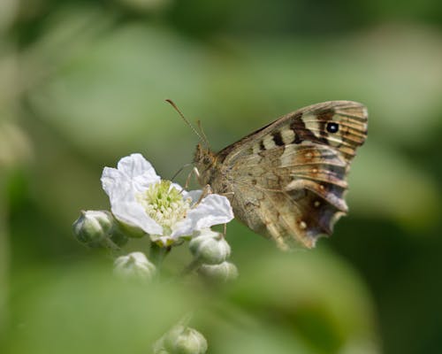 A Speckled Wood Butterfly on a White Flower