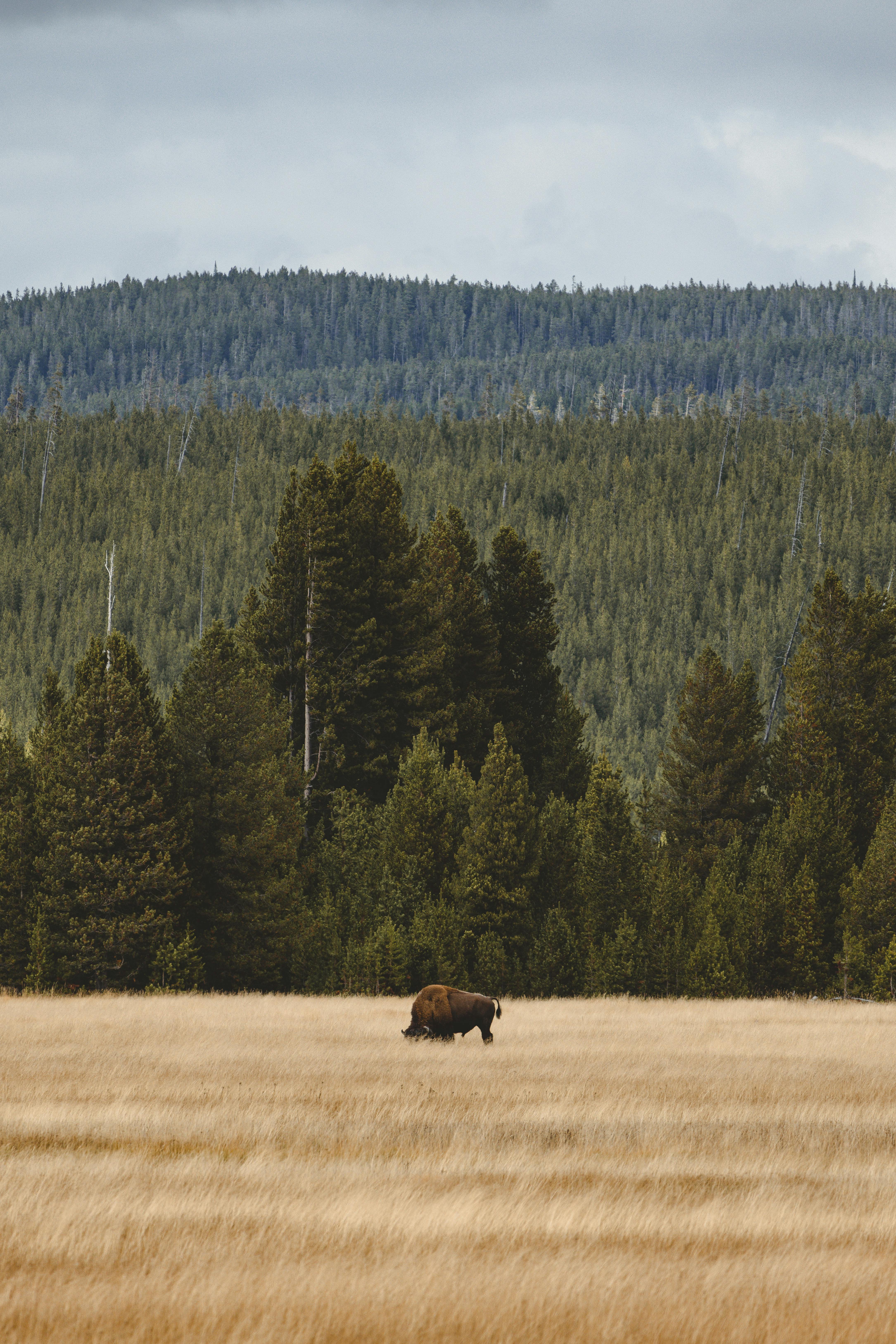 A lone bison grazes peacefully in a golden field against a lush forest and rolling hills.