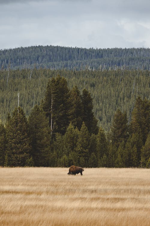 Ilmainen kuvapankkikuva tunnisteilla american bison, eläin, kenttä