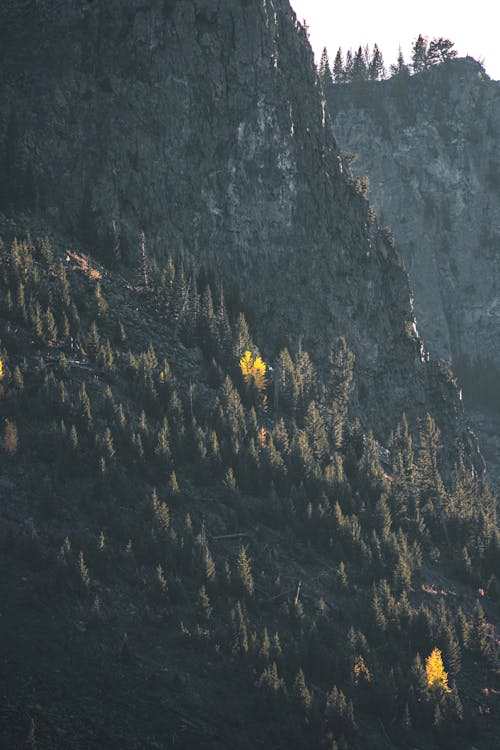 Photos gratuites de à feuilles persistantes, abrupt, arbres jaunes