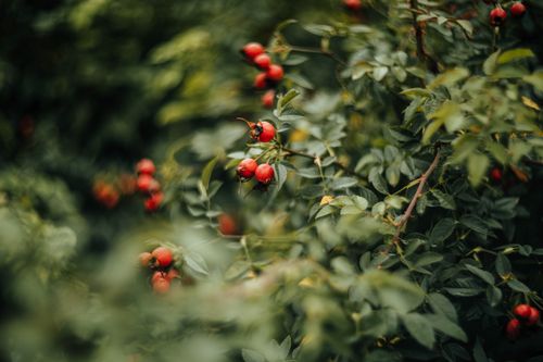 Free A detailed close-up of bright red dog rose berries amidst lush green leaves in a natural setting. Stock Photo