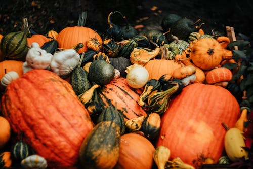 A Bunch of Colorful Pumpkins