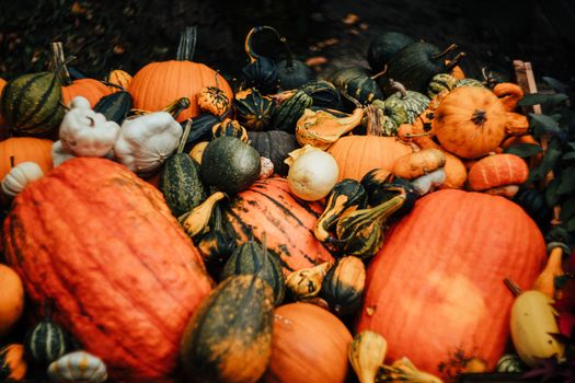 Vibrant assortment of pumpkins and gourds captured in a rustic autumn setting.