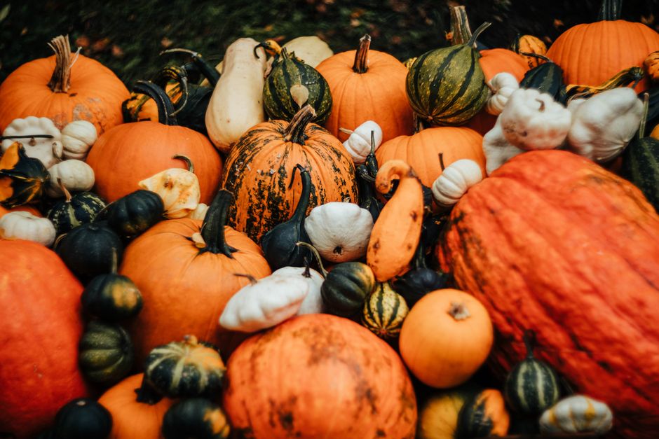Vibrant mix of fresh pumpkins and gourds in various shapes and sizes, perfect for fall decoration.