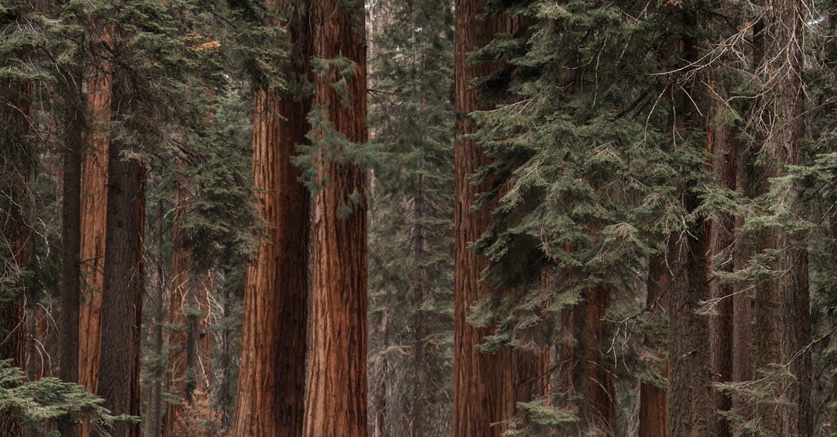 Профессиональные студийные фотографии автомобилей