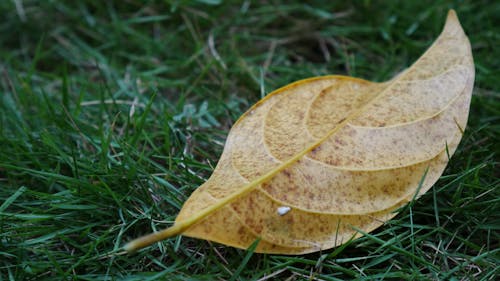 Close-Up Shot of a Yellow Leaf on Green Grass