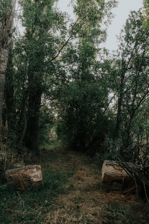 Imagine de stoc gratuită din arbori, cărare, codru