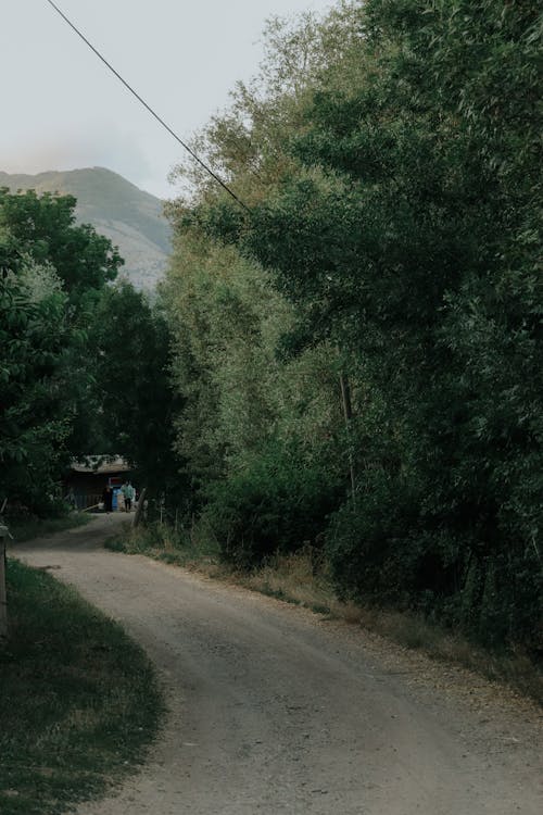 Fotos de stock gratuitas de arboles, camino de tierra, rural