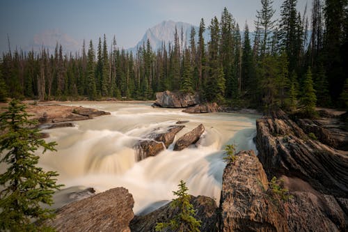 Wild River Surrounded by Coniferous Forest