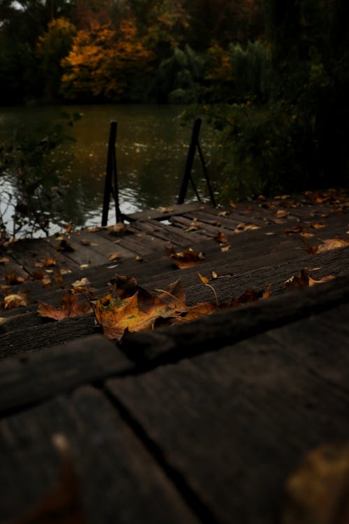 Kostenloses Stock Foto zu blätter fallen hintergrund, herbst, herbst blätter tapete