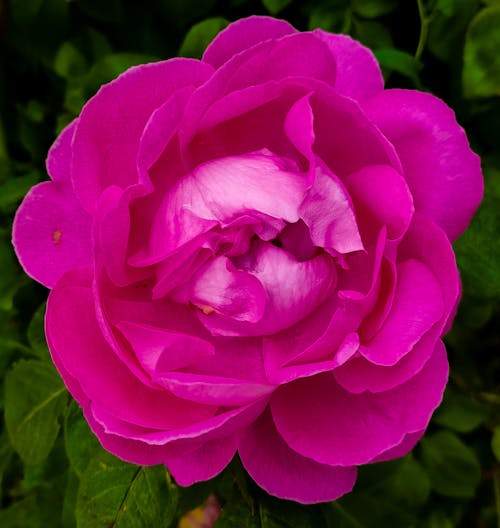 Darmowe zdjęcie z galerii z bukiet róż, format kwadratowy, kwadratowy strzał