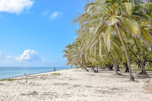 Darmowe zdjęcie z galerii z błękitne niebo, drzewa kokosowe, morze