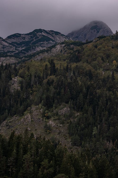 Foto d'estoc gratuïta de arbres, bosc, boscos