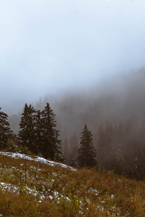 Pine Trees Growing on Hill in Mountains in Fog